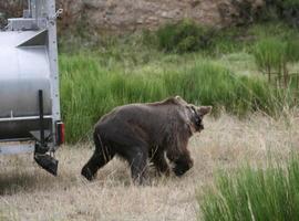 En libertad la hembra de oso pardo más longeva de la Montaña Palentina