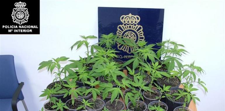 Detenido un vecino de Siero que cultivaba en su casa 37 plantas de marihuana