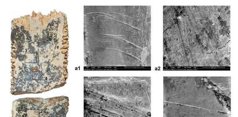 Los moradores de Atapuerca comían carne de tortuga hace más de un millón de años