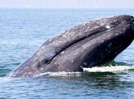 El turismo de observación de ballenas, alternativa de desarrollo sustentable  