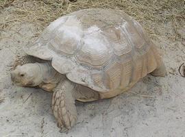 Una tortuga africana en Peñaullán