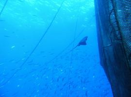 Estudio sobre las especies de peces salvajes asociadas a la acuicultura en mar abierto 