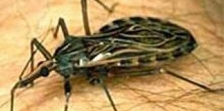 Nueva fórmula insecticida para el control del Chagas
