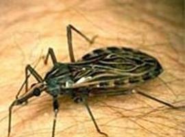 Nueva fórmula insecticida para el control del Chagas