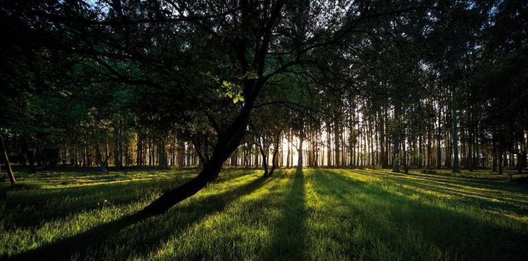 Expertos forestales de 12 países analizan mañana la Gestión Forestal Sostenible
