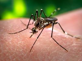 Presencia del virus Zika en nueve países de la OMS lleva a emitir alerta mundial