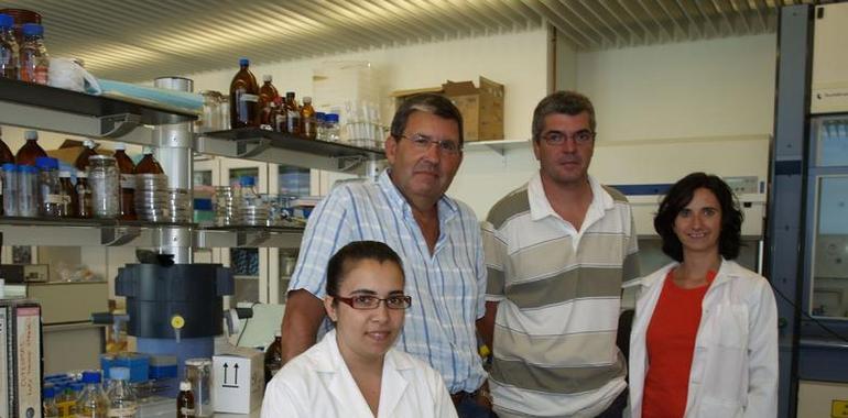 El Ciale desarrolla una investigación para combatir la verticilosis del olivo