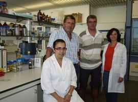 El Ciale desarrolla una investigación para combatir la verticilosis del olivo