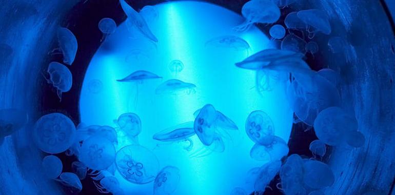 Investigadores asturianos desvelan las claves del éxito de las medusas