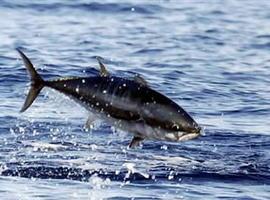 Estefanía Torres pide aumentar la cuota de atún rojo por la recuperación de la especie