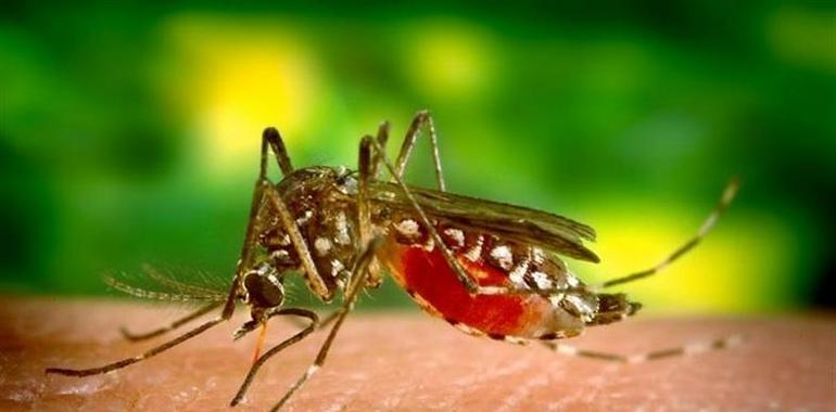 España tiene 27 casos de infectados con virus zika, todos importados