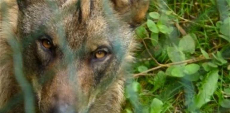 Denuncian en el SEPRONA presunto delito por maltrato a un lobo en Allande