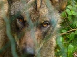 Denuncian en el SEPRONA presunto delito por maltrato a un lobo en Allande