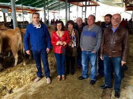 El Principado destina 1,2 M€ a la conservación de ganado autóctono