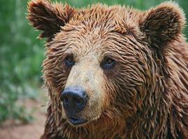Un oso osado causa una intensa búsqueda en la comarca de Cabárceno