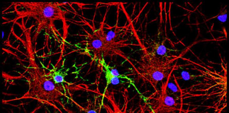 Nuevos datos sobre la formación de la mielina