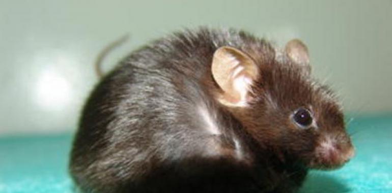 Encuentran similitudes entre el autismo en ratones y en humanos
