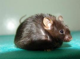 Encuentran similitudes entre el autismo en ratones y en humanos