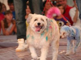 San Martín incluye los perros peligrosos en la ordenanza de animales de compañía