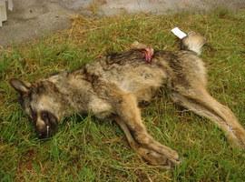 Foro denuncia el elevado coste de la protección del lobo en Asturias