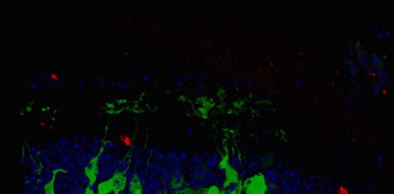 Trasplante de células madre revierte la ceguera en ratones