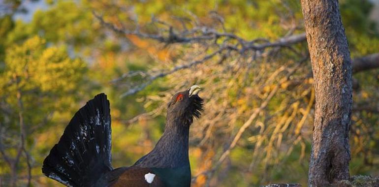 La revista Forest Ecology and Management publica un estudio de la UCAV sobre el hábitat del urogallo