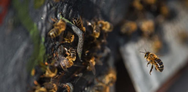 Insecticidas usados en Europa suponen mayor riesgo para las abejas de lo que se pensaba