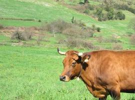 Europa certifica: Asturias libre de brucelosis bovina