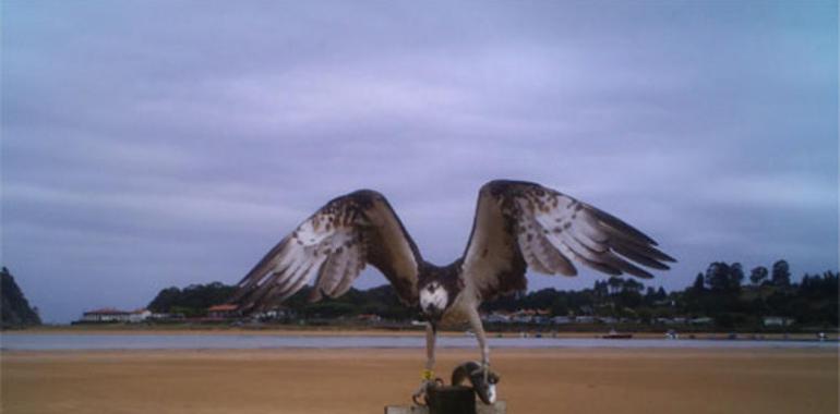 Las águilas pescadoras que veranean en Asturias vuelven a las rías