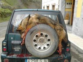 Ecologistas dAsturies pide que se acabe con los furtivos tras la muerte de dos lobos