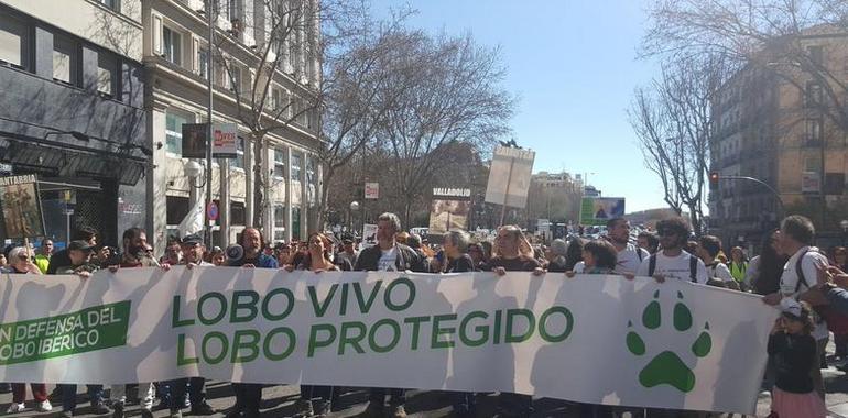 Miles de gargantas dan su voz al lobo en Madrid