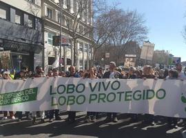 Miles de gargantas dan su voz al lobo en Madrid