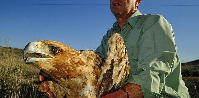 Rescatan un águila imperial malherida en Muel (Zaragoza)