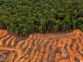 El Parlamento Europeo acusa al aceite de palma de deforestar el planeta
