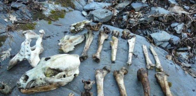 Los osos de Asturies mueren por causas naturales