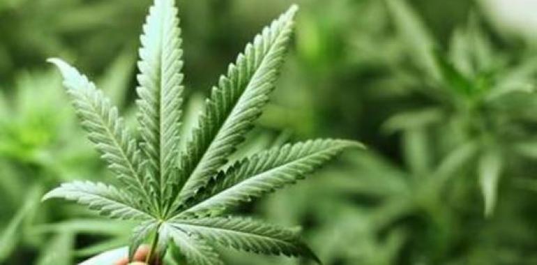 Aumenta el consumo de cannabis en Asturias de 15 a 34 años