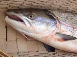 FORO reclama el conteo de salmones por ríos
