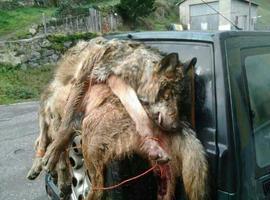 12 colectivos ecologistas piden detener matanza de 45 lobos en Asturias
