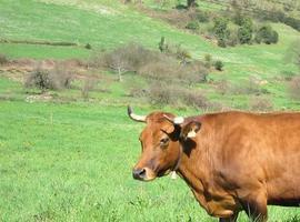 La protección del ganado pide más ciencia y menos sentimientos