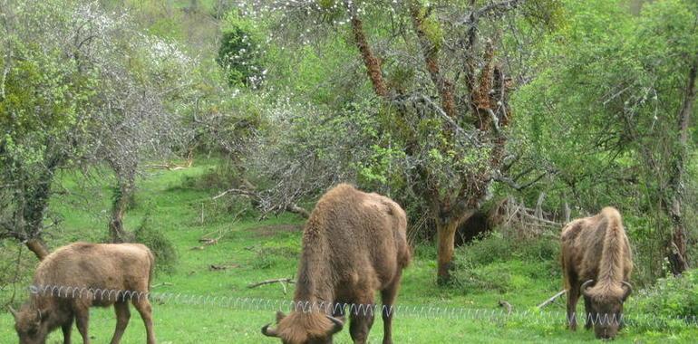 El Parque de la Prehistoria de Teverga suma un nuevo ejemplar hembra de bisonte europeo