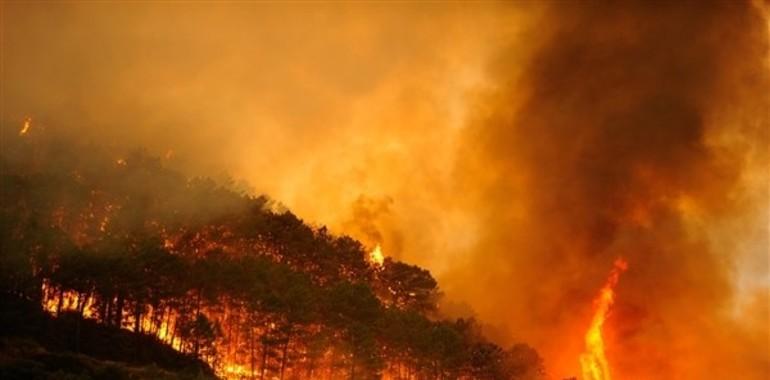 Greenpeace demanda una respuesta coordinada y global ante incendios forestales