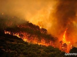 Greenpeace demanda una respuesta coordinada y global ante incendios forestales