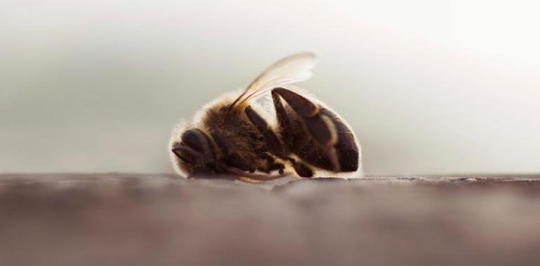 El primer estudio de campo paneuropeo confirma que los insecticidas neonicotinoides dañan a las abejas