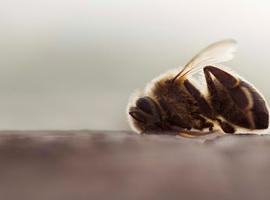 El primer estudio de campo paneuropeo confirma que los insecticidas neonicotinoides dañan a las abejas