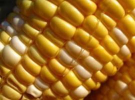 Los ganaderos asturianos avanzarán quince días la sema de maíz en 2018