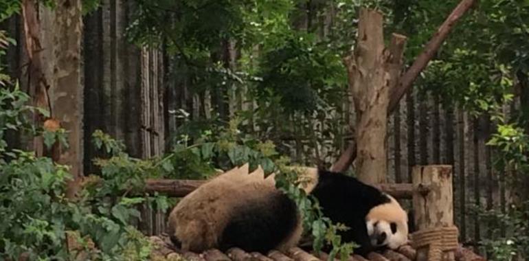Chengdu, la esperanza para el oso panda