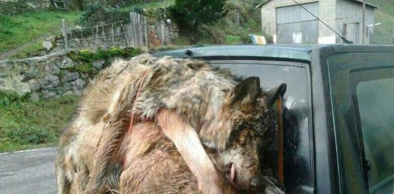 30.000 firmas contra las matanzas de lobos en Asturias