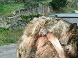 30.000 firmas contra las matanzas de lobos en Asturias