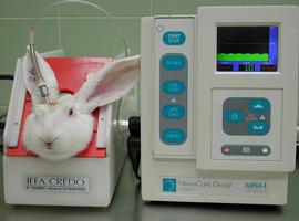 Un tratamiento contra la hepatitis vírica fulminante en conejos podría aplicarse en humanos