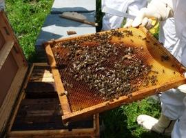 FORO pide seguridad jurídica para los apicultores asturianos